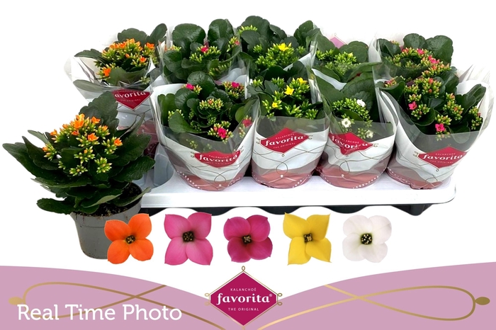 <h4>Kal En Gem 5 Kl</h4>