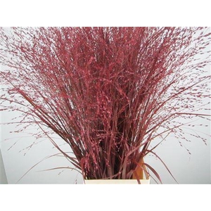 Panicum Warrior Bordeaux