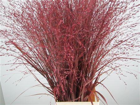 <h4>Panicum Warrior Bordeaux</h4>