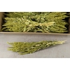DF Amaranthus Green Bs 260g