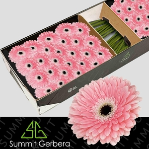 Gerbera Graceland Doos
