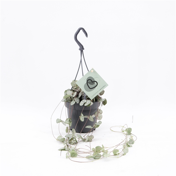 <h4>Ceropegia woodii met hanger</h4>