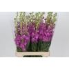Matthiola Iron Hot Pink