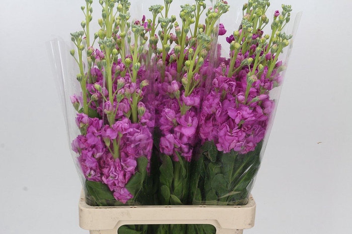 Matthiola Iron Hot Pink