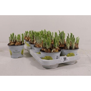 NARCISSUS TETE A TETE P12