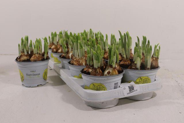 <h4>NARCISSUS TETE A TETE P12</h4>