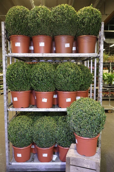 <h4>Buxu Sempervirens</h4>