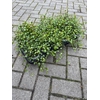 Overig 12 cm Muehlenbeckia complexa Minero