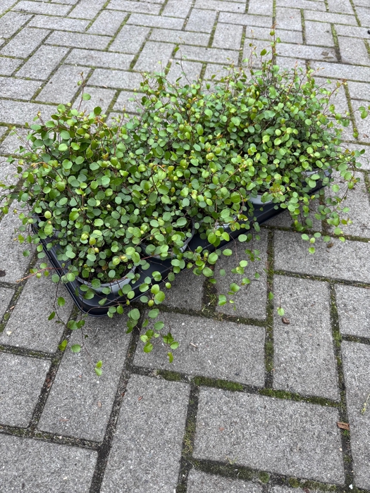 <h4>Overig 12 cm Muehlenbeckia complexa Minero</h4>