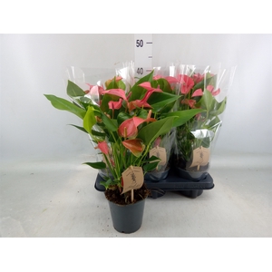 Anthurium andr.   ...