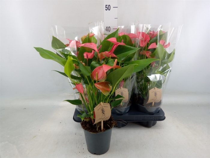 <h4>Anthurium andr.   ...</h4>