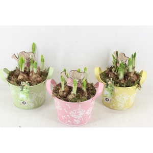 arr4 Narcis JS - Zink rond flower mix
