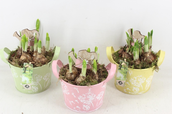 <h4>arr4 Narcis JS - Zink rond flower mix</h4>