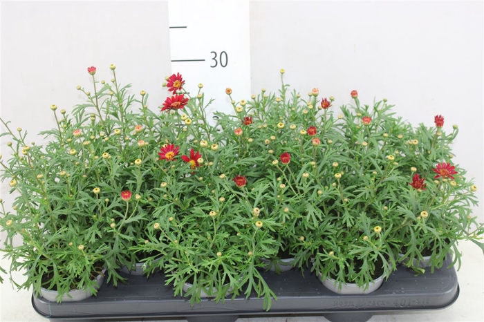 Argyranthemum Frutesc La Rita Red