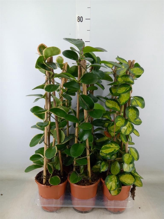 <h4>Hoya   ...mix</h4>