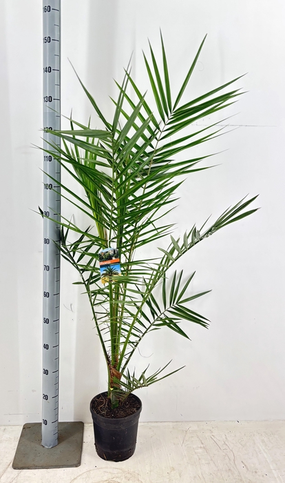 <h4>PHOENIX CANARIENSIS</h4>