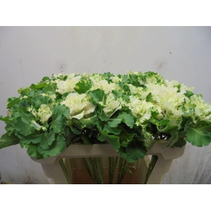 BRASS CRANE RUFFLE BICOLOUR