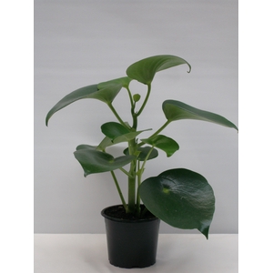 PEPEROMIA POLYBOTRYA P11 RAINDROP