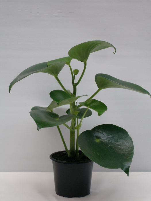 PEPEROMIA POLYBOTRYA P11 RAINDROP