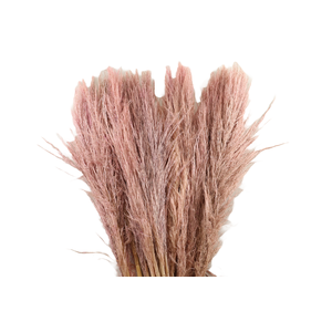 Cortaderia Pink Blush