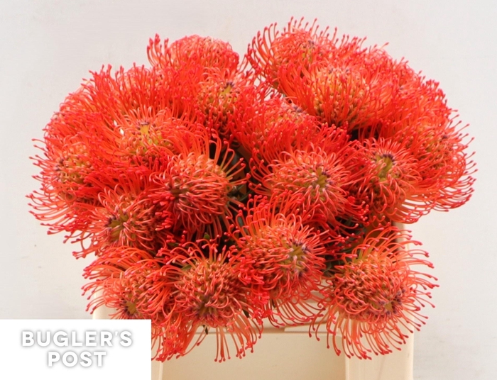 <h4>LEUCO CO SUCCESSION</h4>