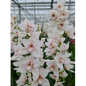 CYMB T VALENTA 80 CM