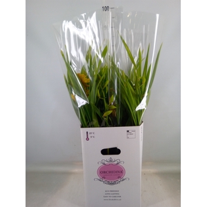 Cymbidium   ...