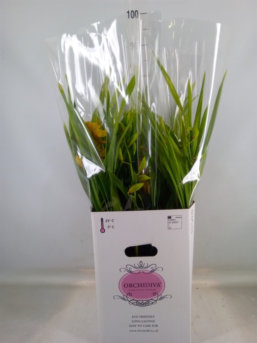 <h4>Cymbidium   ...</h4>