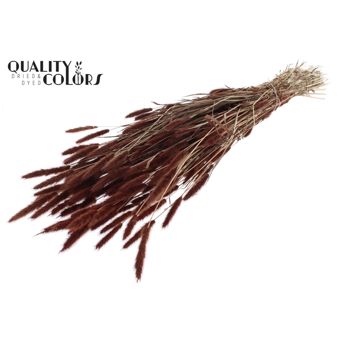 <h4>Polypogon per bunch Brown</h4>