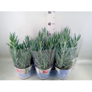 Curio ficoides 'Mount everest'