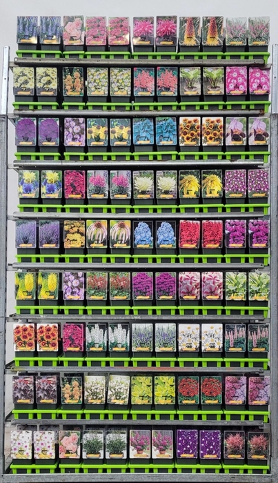 Vaste planten mixkar