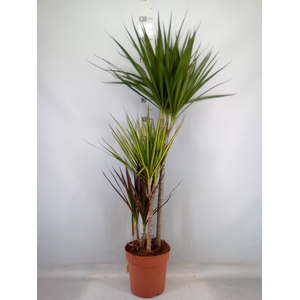 Dracaena marg.   ..mix 3