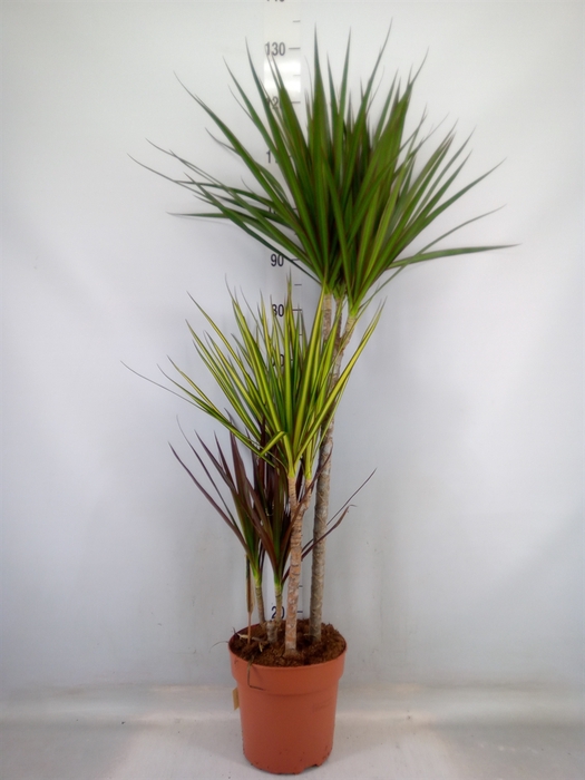 <h4>Dracaena marg.   ..mix 3</h4>
