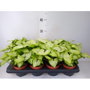 Syngonium  'White Butterfly'