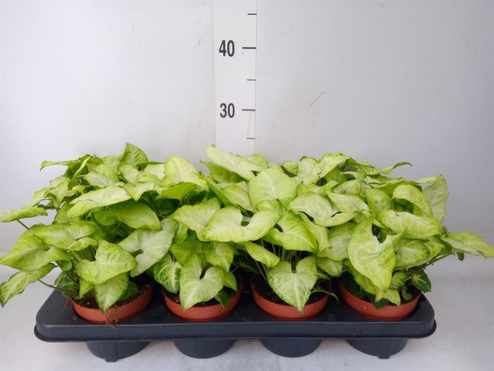 <h4>Syngonium  'White Butterfly'</h4>