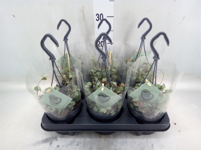 <h4>Ceropegia woodii ssp. woodii</h4>