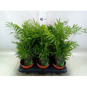 Chamaedorea elegans