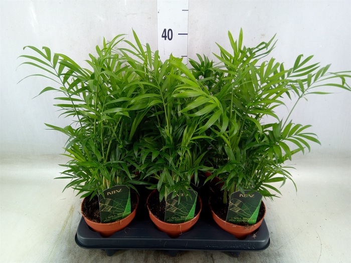 <h4>Chamaedorea elegans</h4>
