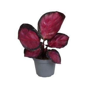 CALATHEA SPECIES p6 Mystery red