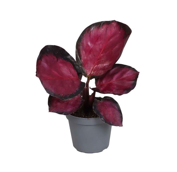 <h4>CALATHEA SPECIES p6 Mystery red</h4>
