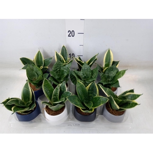 Arr.   Kamerplant Groen L%