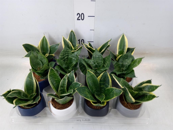 <h4>Arr.   Kamerplant Groen L%</h4>