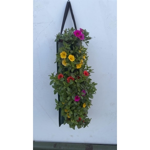 Overig perkplanten