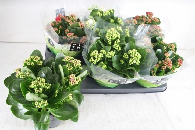 arr8 Kal Ge Gem 4 Kl