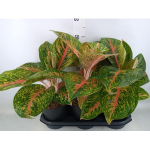 Aglaonema  'Spring Red'