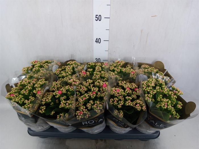 <h4>Kalanchoe blos. 'RosDon Nando'</h4>