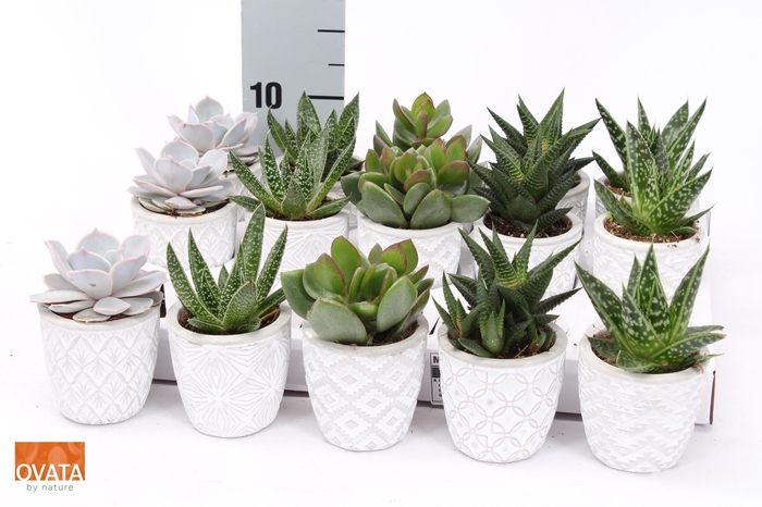 <h4>SUCC GEM 5 SRT</h4>