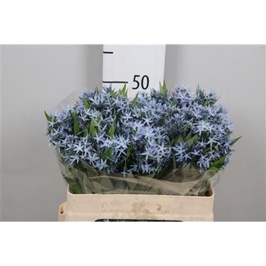 Amsonia Tab Night Sk