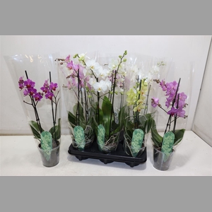 Phal Mf Gem 3 Kl