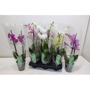 Phal Mf Gem 3 Kl